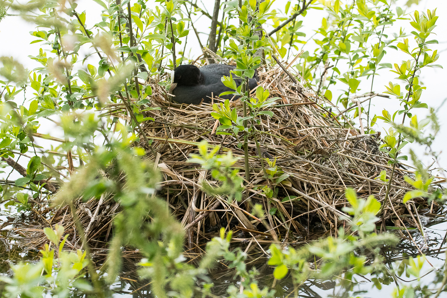 Foulque macroule (Eurasian coot, Fulica atra) sur son nid, Etang Fédéral de pêche, Bassin de décantation 49, Mont-Bernanchon, Hauts de France-0481.JPG